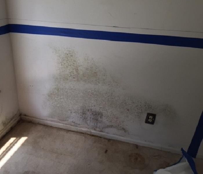 Photo of mold